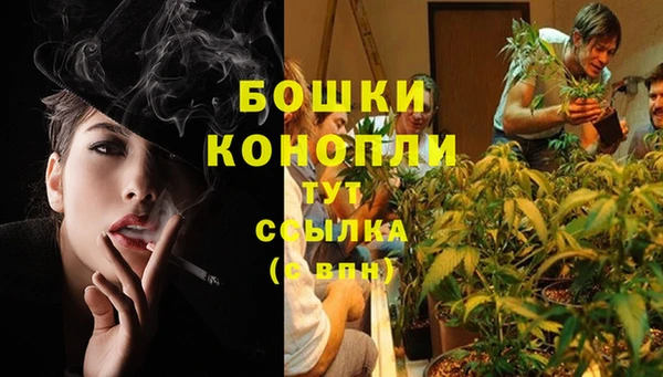 прущие грибы Новодвинск